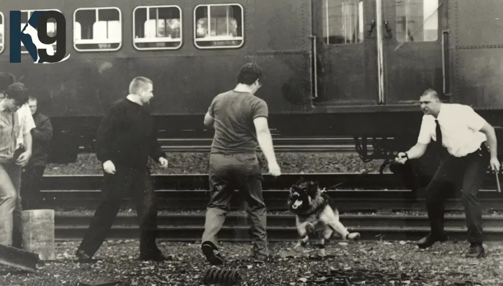 Security Dog Raja Blacktown Train Station New South Wales