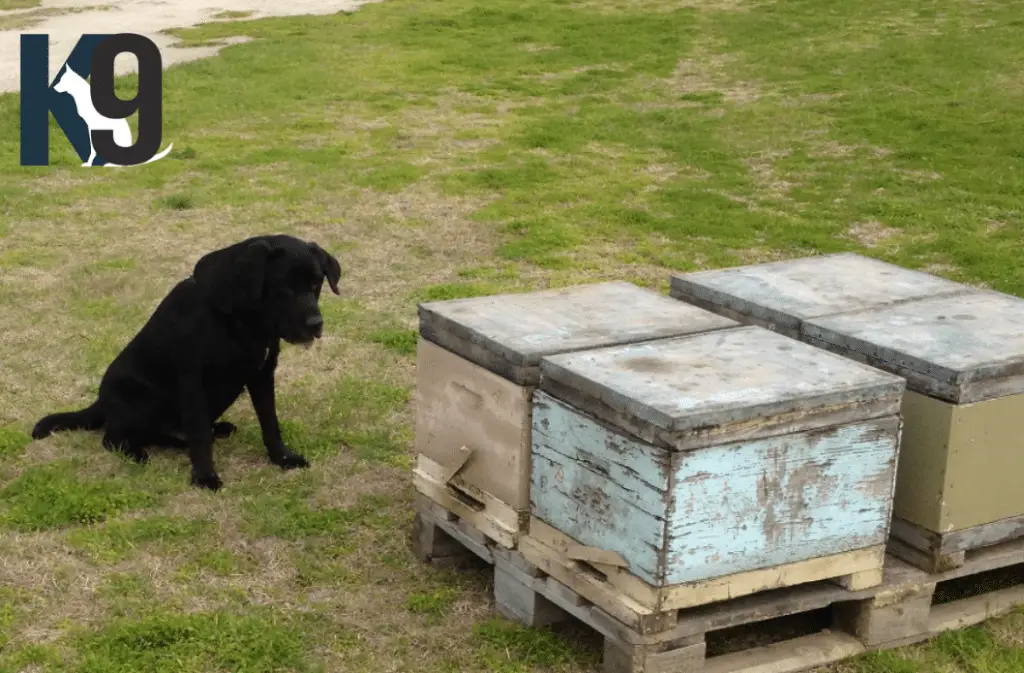 Bee Disease Detection