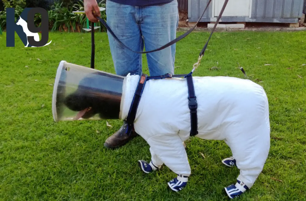 Bee Disease Detection Dog