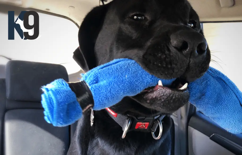 Drug Detection Dog