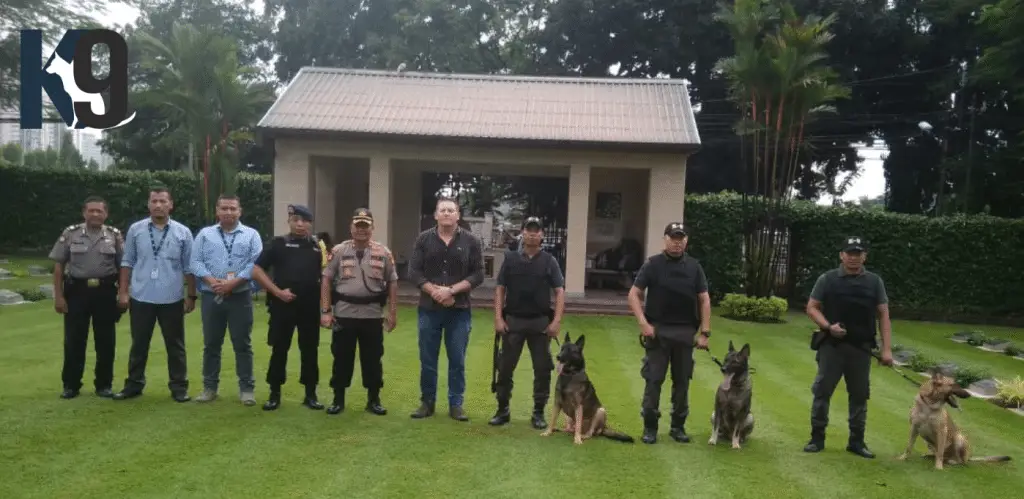 Trained Dogs for Sale