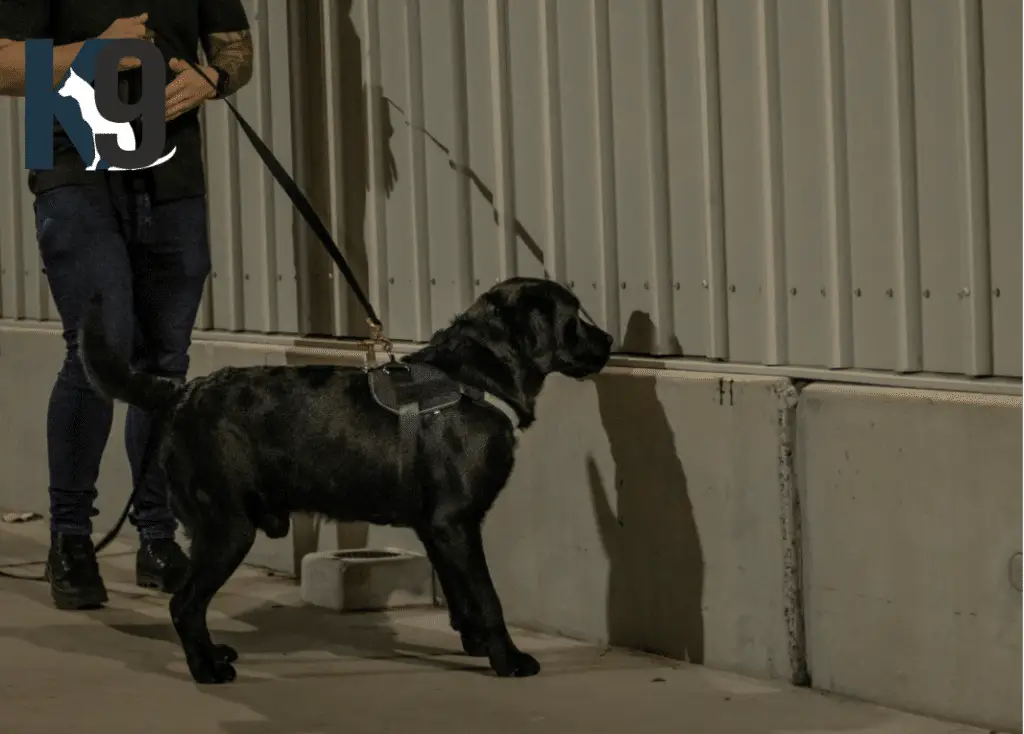 Explosives Detection Dog Sully Trained By Martin Dominick